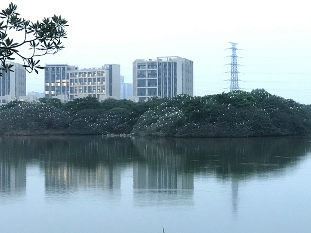 佛山禅城鹭鸟观测基地将上新!抢先看→ 佛山禅城鹭鸟观测基地将上新!抢先看→