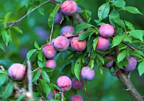 彰显信宜品质,天猫携手信宜银妃李开启溯源直播 彰显信宜品质,天猫携手信宜银妃李开启溯源直播