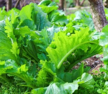 钱排大芥菜“冷”出好品质，信字号佳品广拓销路