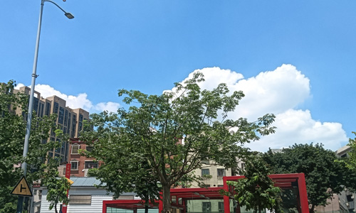 南海桂城林岳吊丝丹竹笋入选“国字号”!南海唯一! 南海桂城林岳吊丝丹竹笋入选“国字号”!南海唯一!